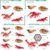 Crawfish Intricate Life Cycle Model Realistic Pvc Educational Display For Home And Office