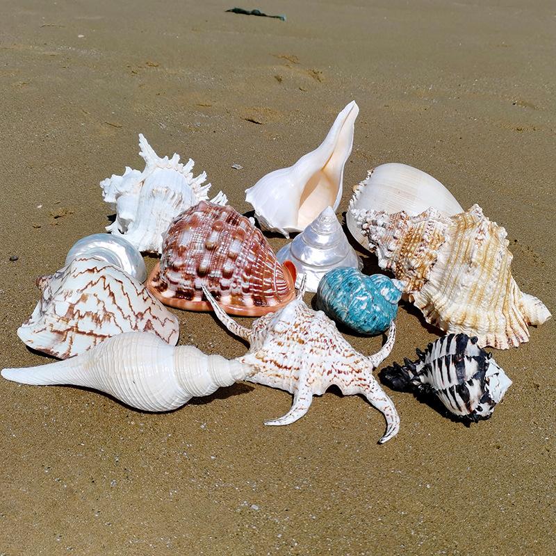 Oversized Conch Shells, Ornaments, Background Walls, Home Decor, Native Tank Landscaping, Sea Sound Listening Gifts, Specimen Collection
