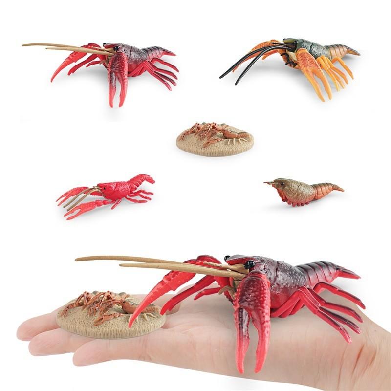 Vibrant Plastic Lobster Lifecycle Model Educational Toy Perfect For Marine Biology Studies