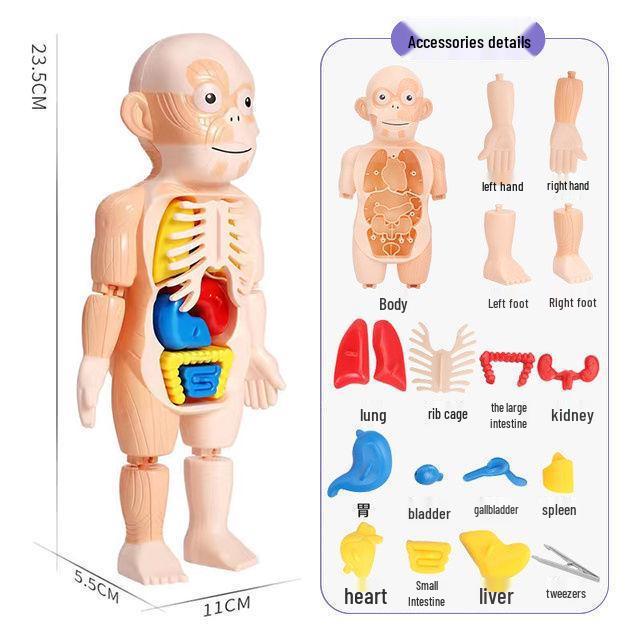 3D Модель-игрушка человеческой анатомии: Съемный скелет и органы для детей