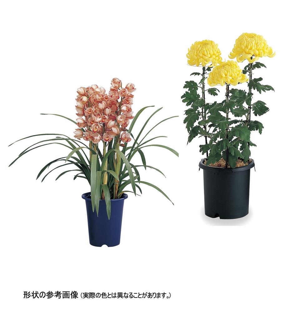 Richell Orchid Size Set of Made in 002106 Pot, 8, 5.5L, Black, 5, Japan,