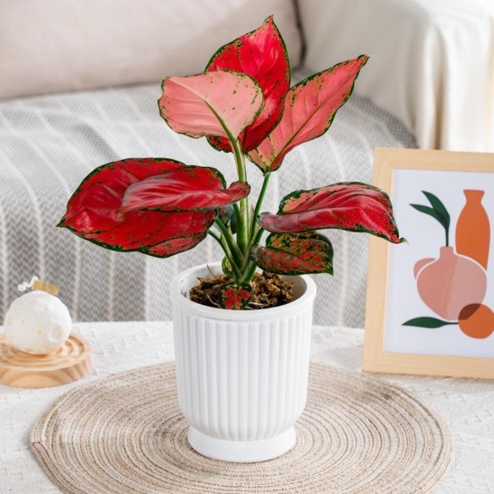 Self Watering Flowerpot Removable Office Bonsai Decor Creative Hydroponic Plants Pot