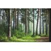 Forest Wallpaper Fresh Green Tree And Road Wall Mural Living Room Bedroom Kids Room Landscape Wall Murals