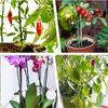 15Pcs 40cm Plant Support Stakes with 30Pcs Clips Orchid Bendable Plant Sticks