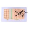 35X Enlarged Anatomical Skin Model 3 Dimensional Skin Teaching Aids Model for Skin Cosmetology