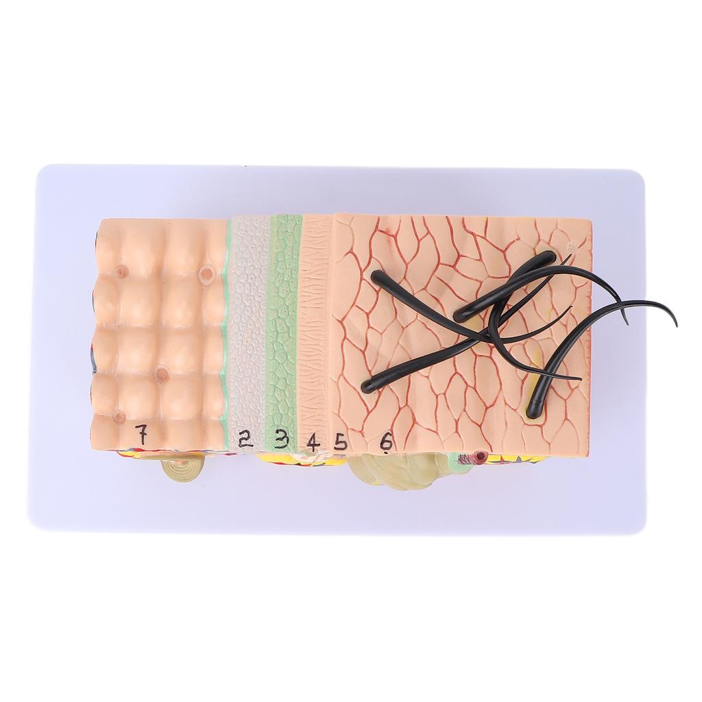 35X Enlarged Anatomical Skin Model 3 Dimensional Skin Teaching Aids Model for Skin Cosmetology