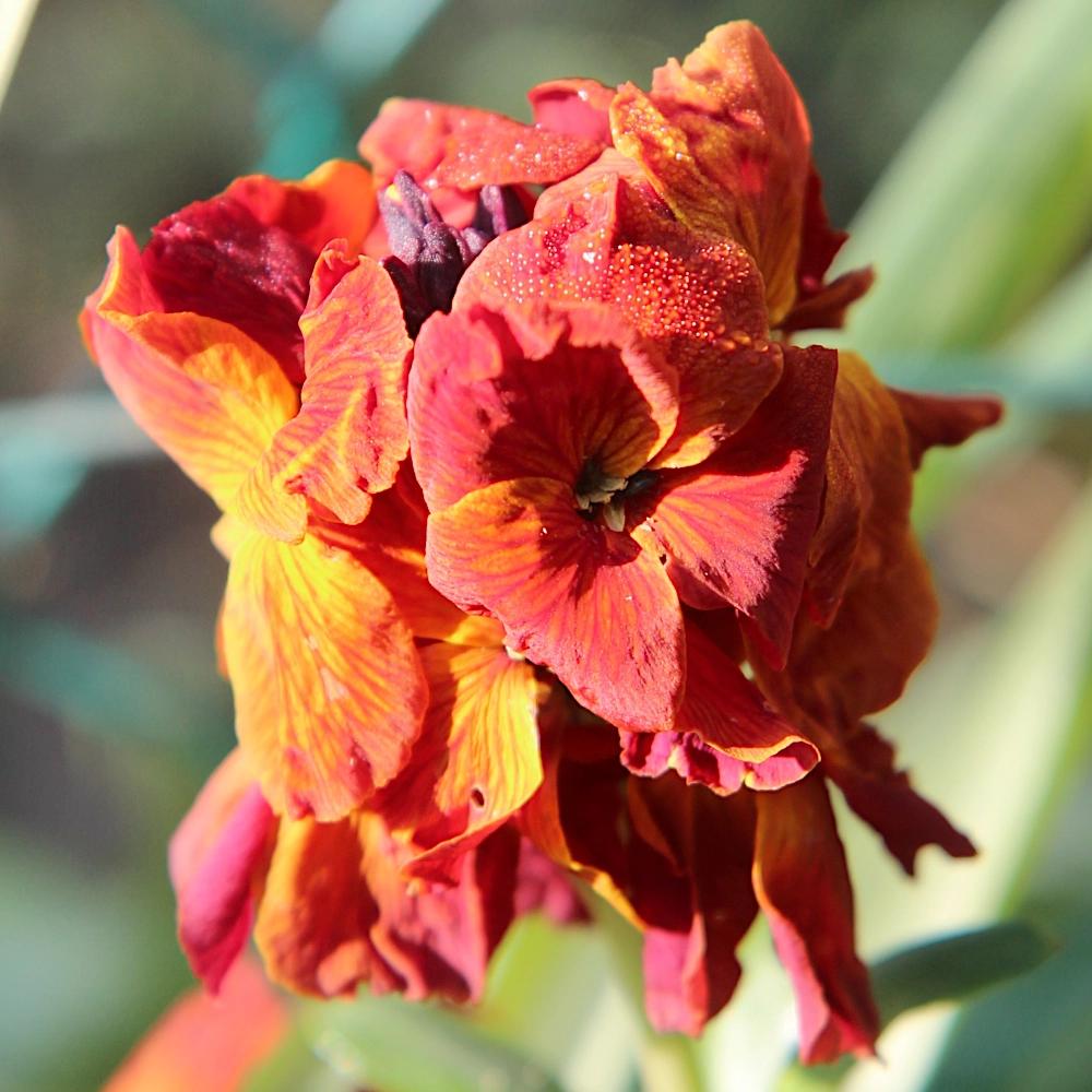 200 Semi Di Violaciocca Esotiche – Fiori Resistenti Di Colore Oro Autunnale, Perfetti Per Aiuole, Bordure E Giardini Rocciosi