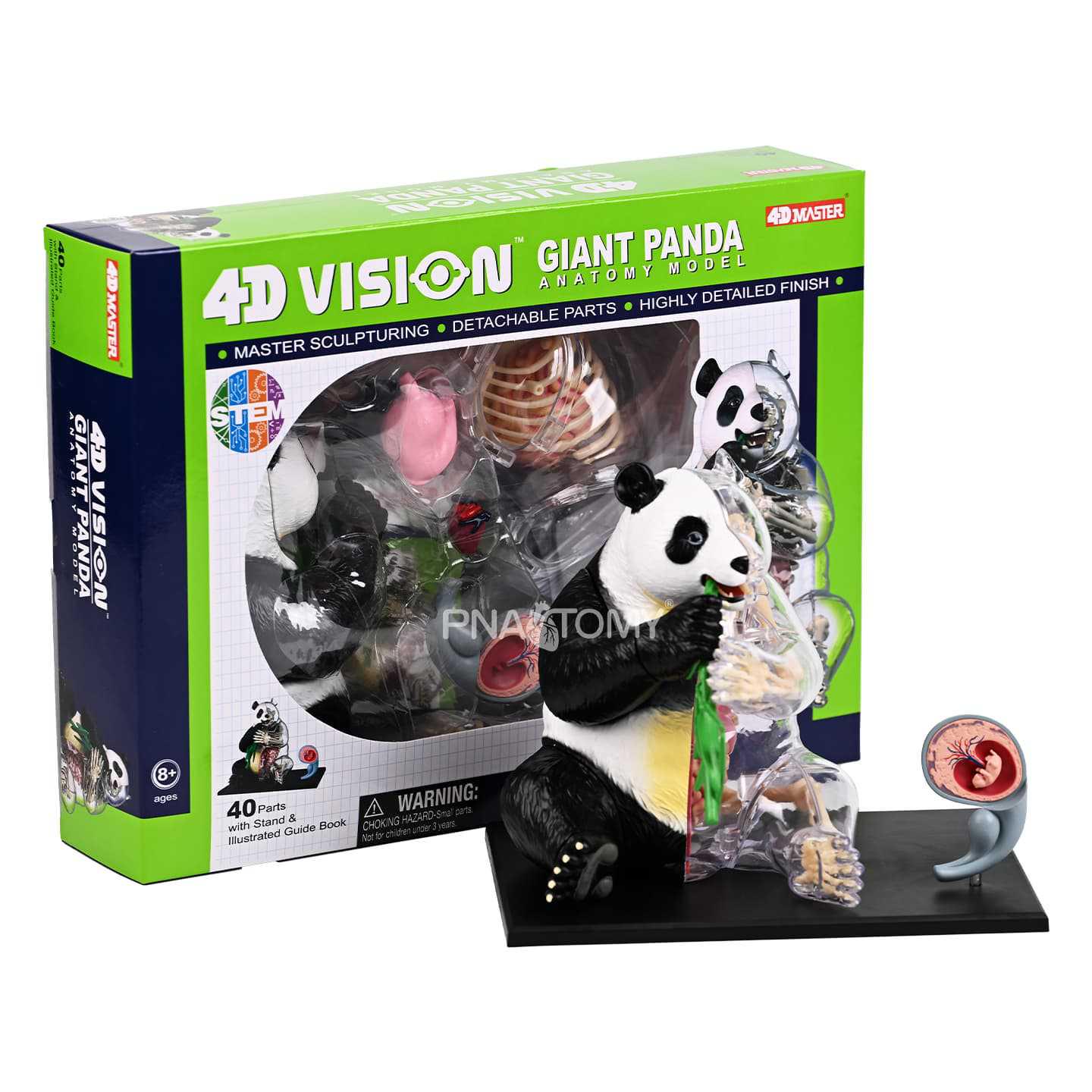 4D National Treasure Panda Anatomy Educational Model Toy 622046