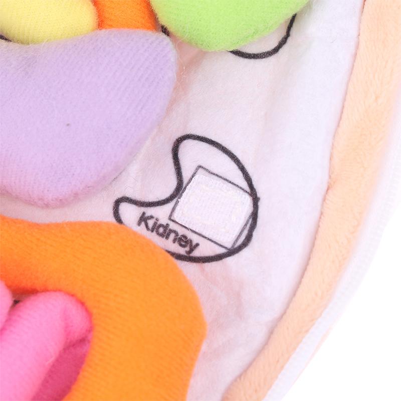 Kinder Montessori Spielzeug 3D Puzzle Menschlicher Körper Anatomie Puppe Körper Organ Lehrmittel Menschlicher Körper Anatomie Plüschtier