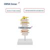 XINMAN 4-Section Lumbar Spine Model