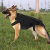 Verstellbare Hund-Rückenstützweste Atmungsaktiver Rückenschutz Wirbelsäulenstütze Kleidung Bequeme Hund-Rückenbandage Verletzungsschutz