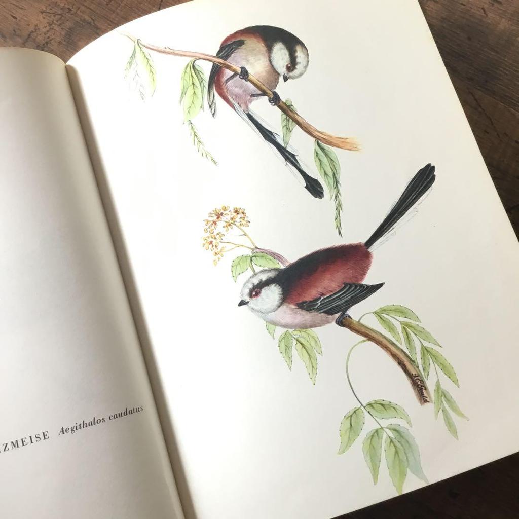 [USED] Foreign books, German bird guides, old books, vintage books