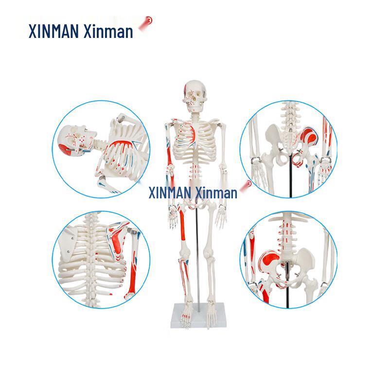 XINMAN 85 см Модель человеческого скелета с окрашиванием мышц