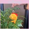 Colorful And Playful Koi Fish Plush Keychain Charming Stuffed Animal For Collecting