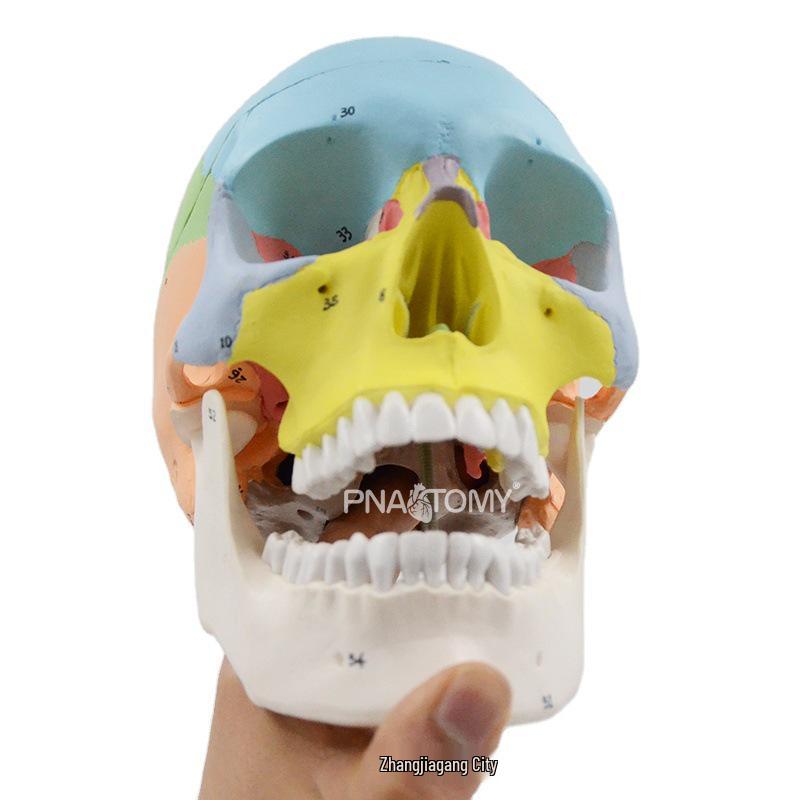 Detachable Skull Model with Digital Markings: 3-Piece Cranium for Anatomy and Dentistry Teaching. PNT-0153N