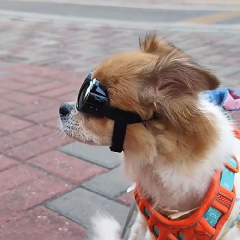 

Anti-Fog Dog Sunglasses Sandproof Dog UV Protection Goggles Pet Cat Goggles Outdoor