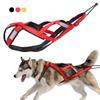 Perros – Collares y correas