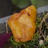 Natural Yellow Sapphire 43ct Raw Rough Certified Loose Gemstone