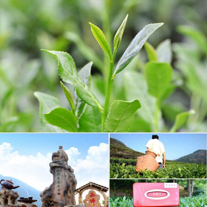 Anxi Tie Guan Yin Tea China Oolong Tea 250g Box Classic Nongxiang Aroma Flavor