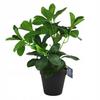 Artificial Ficus Plant In a Pot - Interior Decoration