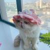 Cat Hat Pets Knitted Cosplay Hat Halloween Christmas Party Costume Headwear Dress-up Accessories for Puppy Cat Kitten