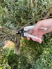 Ars Corporation Ars Family Lightweight and Compact Flower and Garden Black 140B Shears,