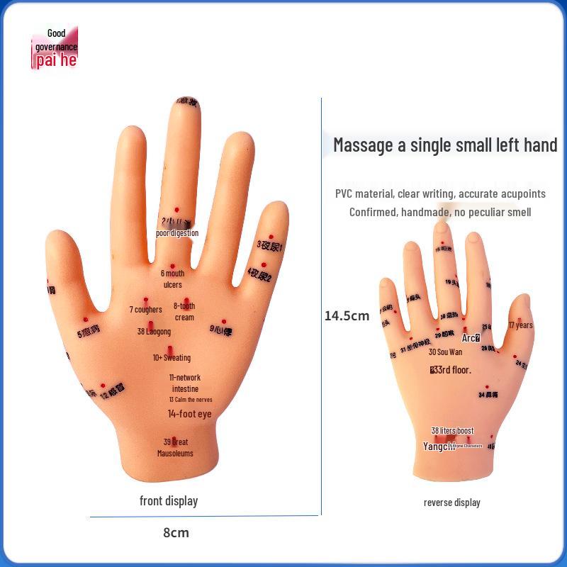 Acupoint Foot, Ear, and Hand Model for Meridian Massage Therapy