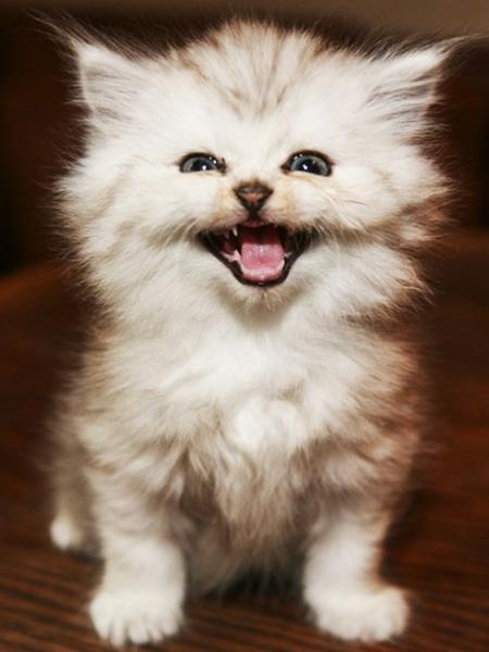 Diamond Painting Cat 5D DIY Diamond Embroidery Sale Cross Stitch Animals Rhinestones Mosaic Kit Home Decoration