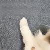 Self Adhesive Anti Cat Scratch Sofa Protection Pad Wall Cat Scratch Board Suitable for Doors Sofas Chairs Tables Multi-purpose Cat Scratch Stickers
