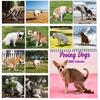 High Definition Dog Photography 2027 Pooping Dogs Square Wall Calendar Funny Theme 12 Month Hanging New Year Gift for Owners Planner Home Office,