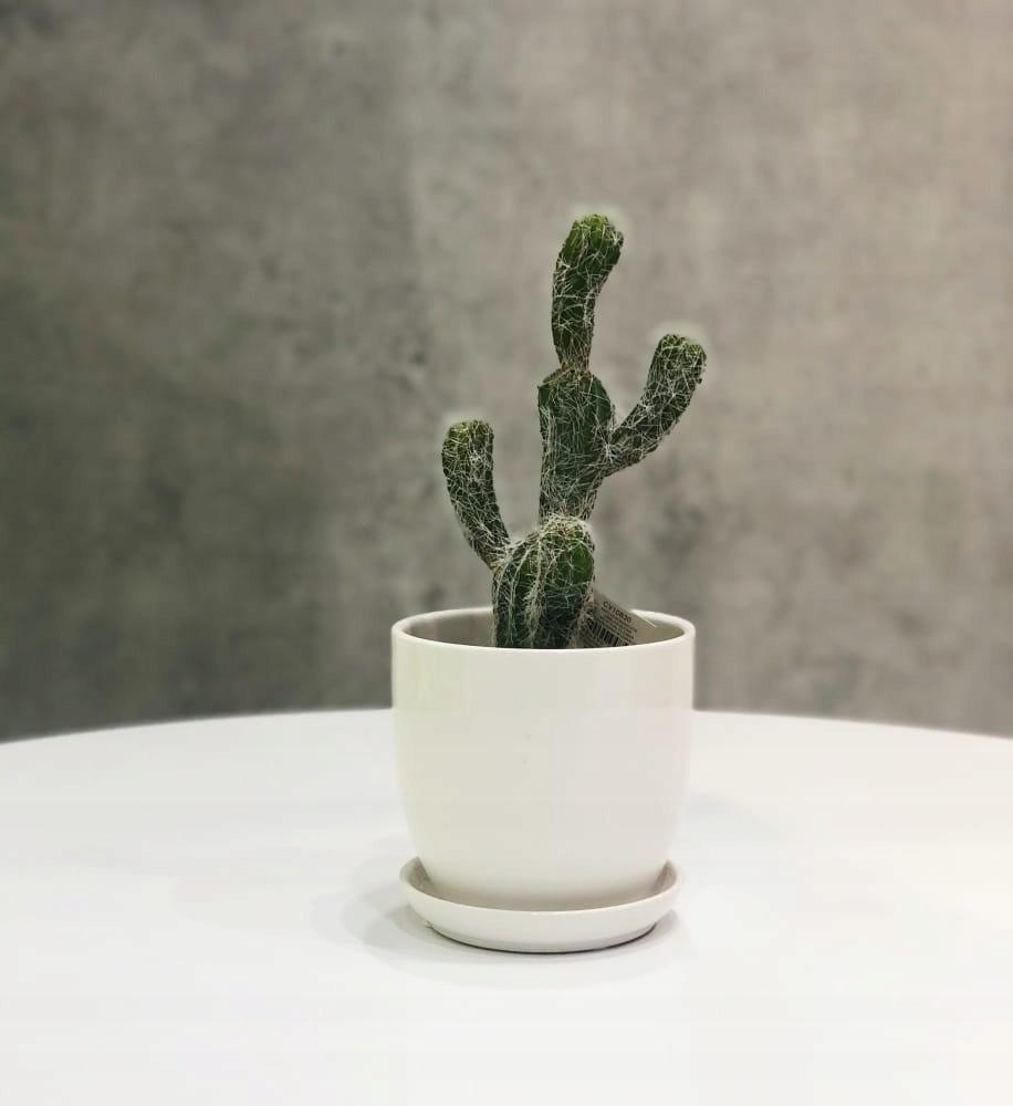 Ceramic flowerpot with saucer, white, 15 cm