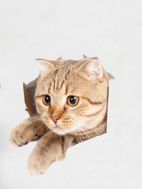 5PCS Cute Cats and Dogs Pet Animals Wall Art Stickers Vivid 3D Holes Interesting Cat and Dog Toilet Stickers DIY Home Decoration
