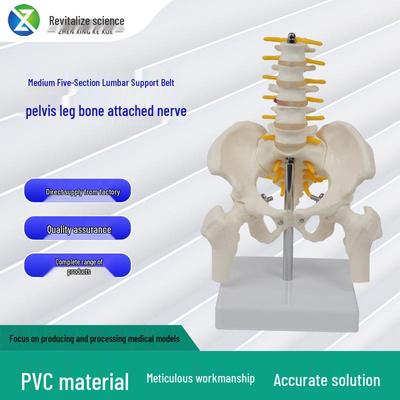 Medium Lumbar Vertebra Pelvic Belt Model - Five-Segment Human Skeleton In PVC Material