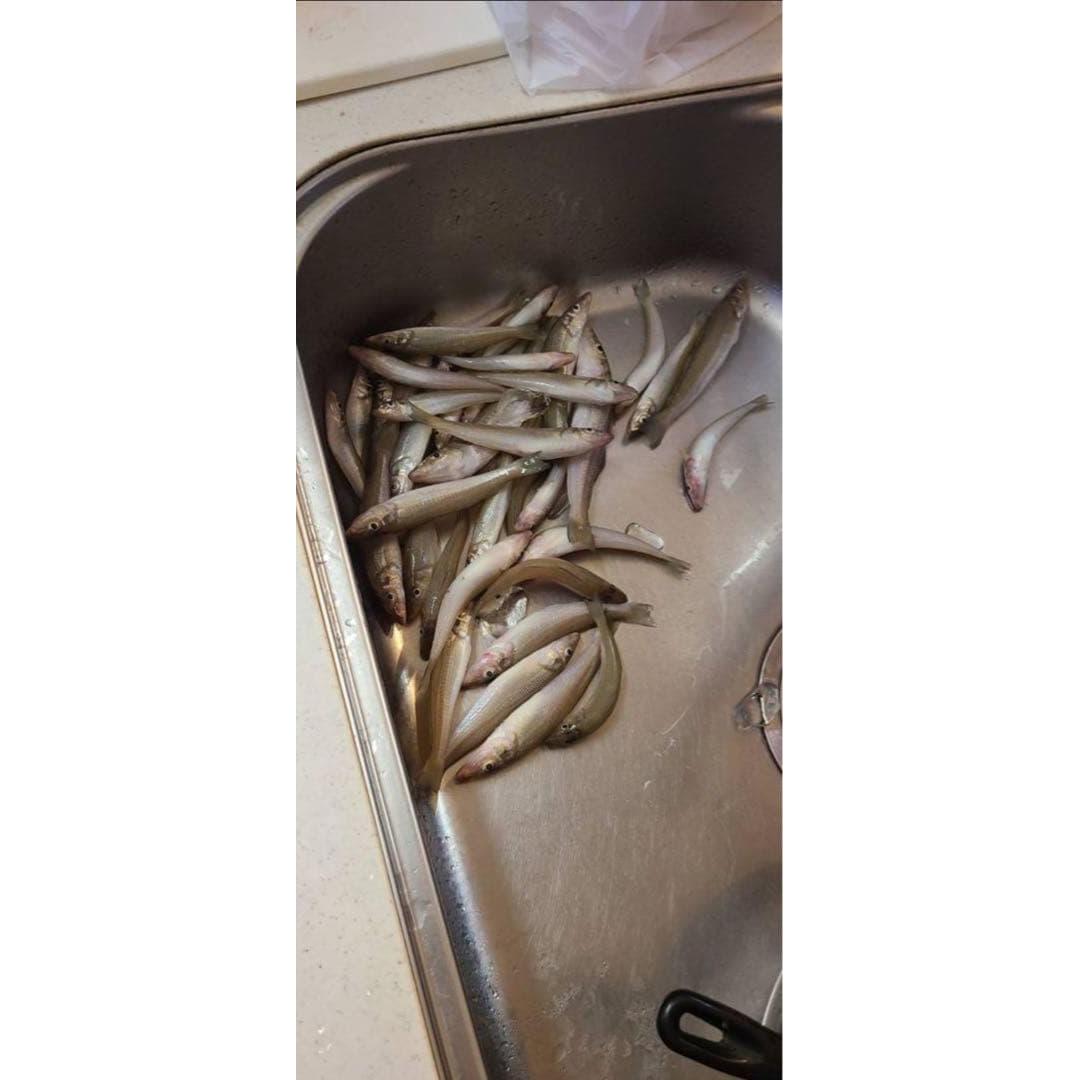 Used Shirogis fishing tackle * Catch guaranteed Immediate purchase OK.