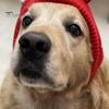 Barn Lue Vinter Pet Cap Strikket Høy elastisitet Holder varmen Ensfarget Øre Decor Småbarn Gutter Jenter Beanie Foto Prop Hodeplagg
