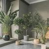 Luxury Fiddle-Leaf Fig Artificial Tree - Large Indoor Potted Plant Decor.