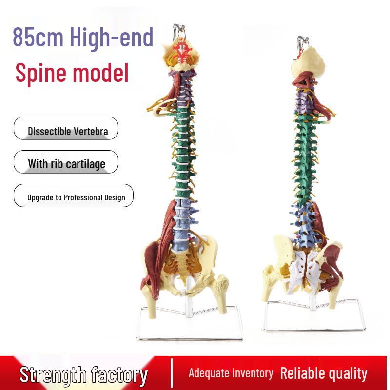 85cm Anatomical Spine Model with Pelvis and Nerves