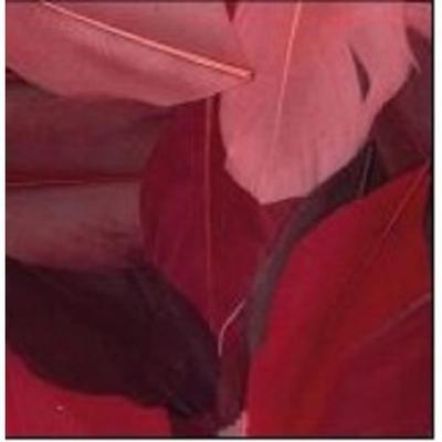 Cut Goose Feathers - Red Camaïeu - 10g Bag - Length 6 Cm