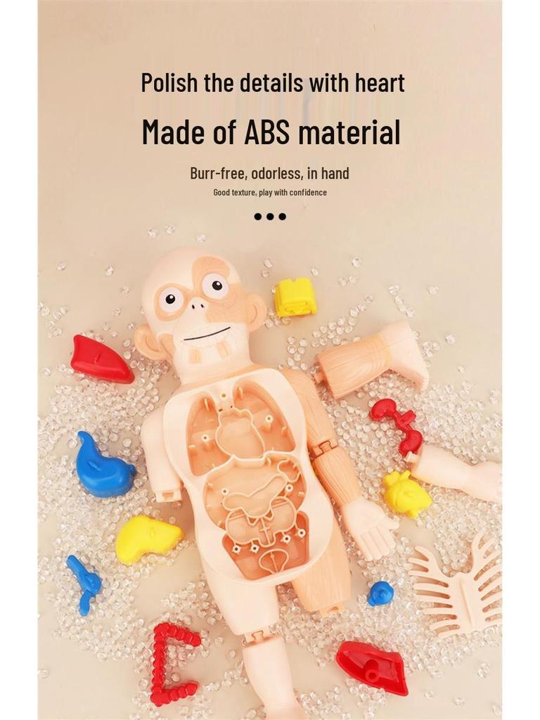 DIY Human Organ Model Kit: STEM Science Toys for Kindergarten Early Education