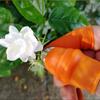 Farm Vegetable Fruit Picker Pickle Pepper Pickle Tip Picker Iron Nail Pick Garden Orchard Grape Picker