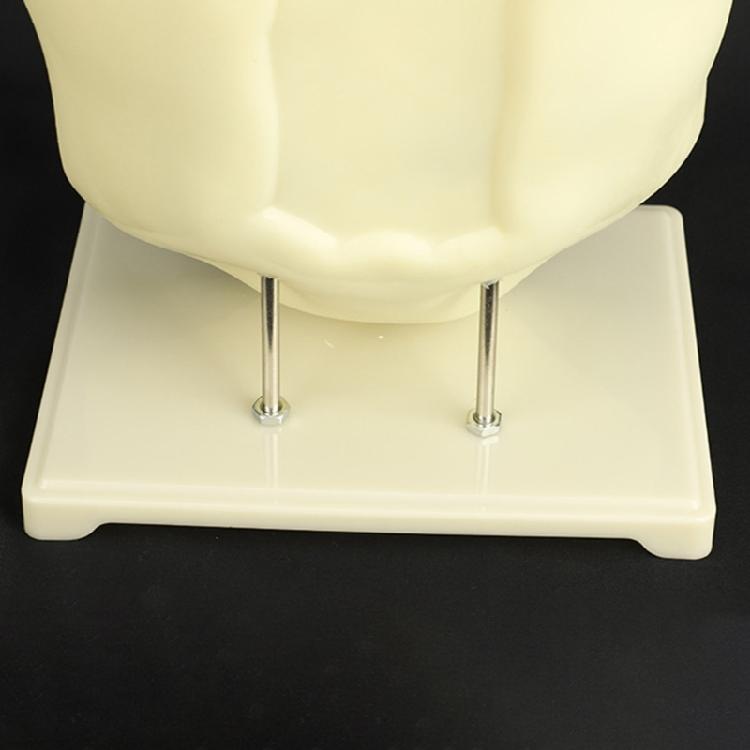 Cell Anatomy Model Nucleus Animal Cell Model Biology Science Model Biology Learning Aid for Classroom Display