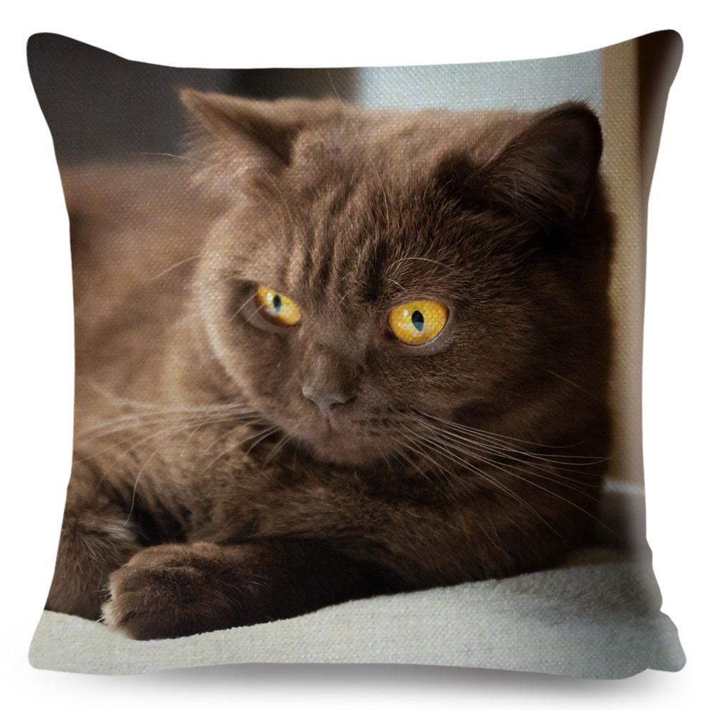 Housse de coussin British Shorthair bleu russe, taie d'oreiller en Polyester, décoration de chat mignon, Animal de compagnie, pour canapé, maison, voiture