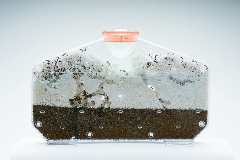 Gakken Science and Learning Ant House In Wonderland 6 and J750736 Presents (Ages Up)