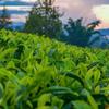 Lemon Black Tea Yinghong No. 9 Natural High-Flavor Strong-Flavor Black Tea