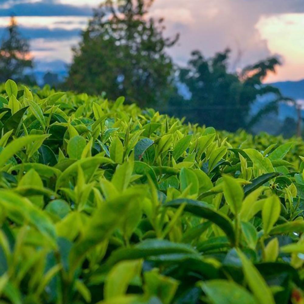Lemon Black Tea Yinghong No. 9 Natural High-Flavor Strong-Flavor Black Tea
