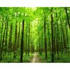 Photo Wallpaper 3d Natural Forest Landscape Wall Mural Living Room Bedroom Wallpaper Home Decoration Murals