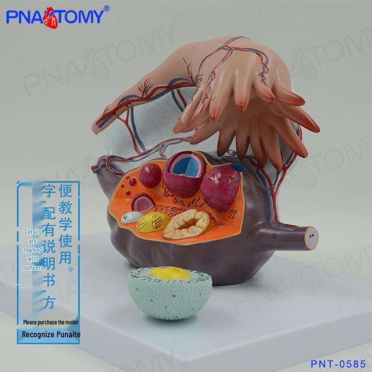 Magnified Female Reproductive System Model for Gynecology and Obstetrics 33x23x21 cm