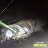 Used [VARIVAS] Varivas Seabass Shock Leader Fluorocarbon 30m Natural 25lb