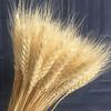 100PCS Realistic Wheat Ears Bouquet Dried Wheat Sheaves Bundle Photography Props for Wedding Decoration