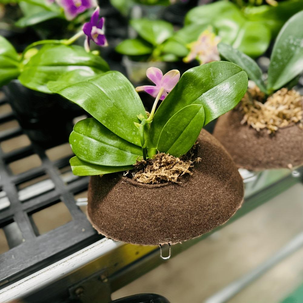 Orchid Mounting Kit for Phalaenopsis And Oncidium Suitable for Staghorn Ferns/Epiphytes